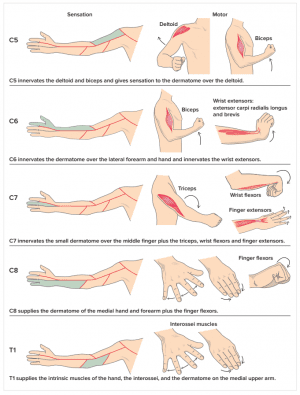 Physical Therapy Techniques For Identifying Disc Protrusion Symptoms Physical Therapy Techniques For Identifying Disc Protrusion Symptoms