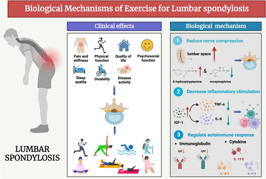 Understanding The Role Of Physical Activity In Disc Protrusion Recovery